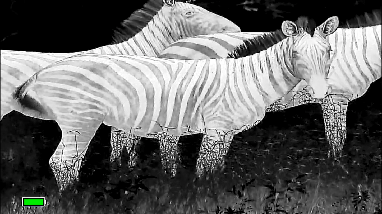 Zebra in daytime with Thermal Monocular - TK631