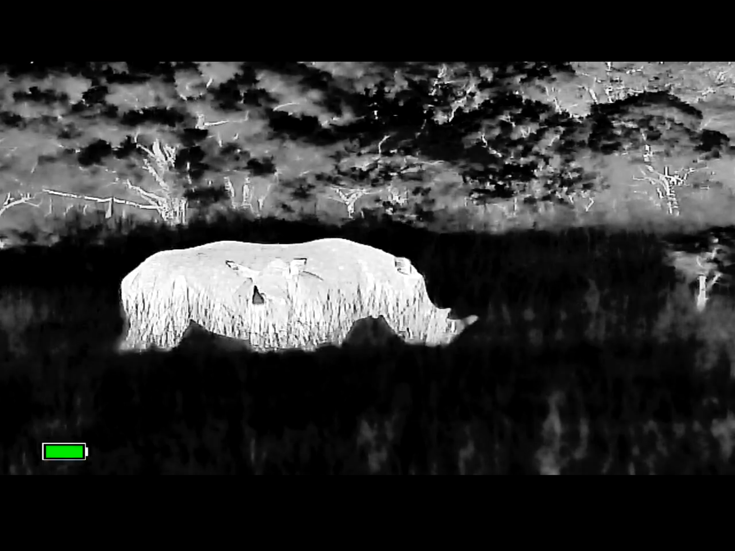 Rhino with Calf on Thermal Monocular - TK631