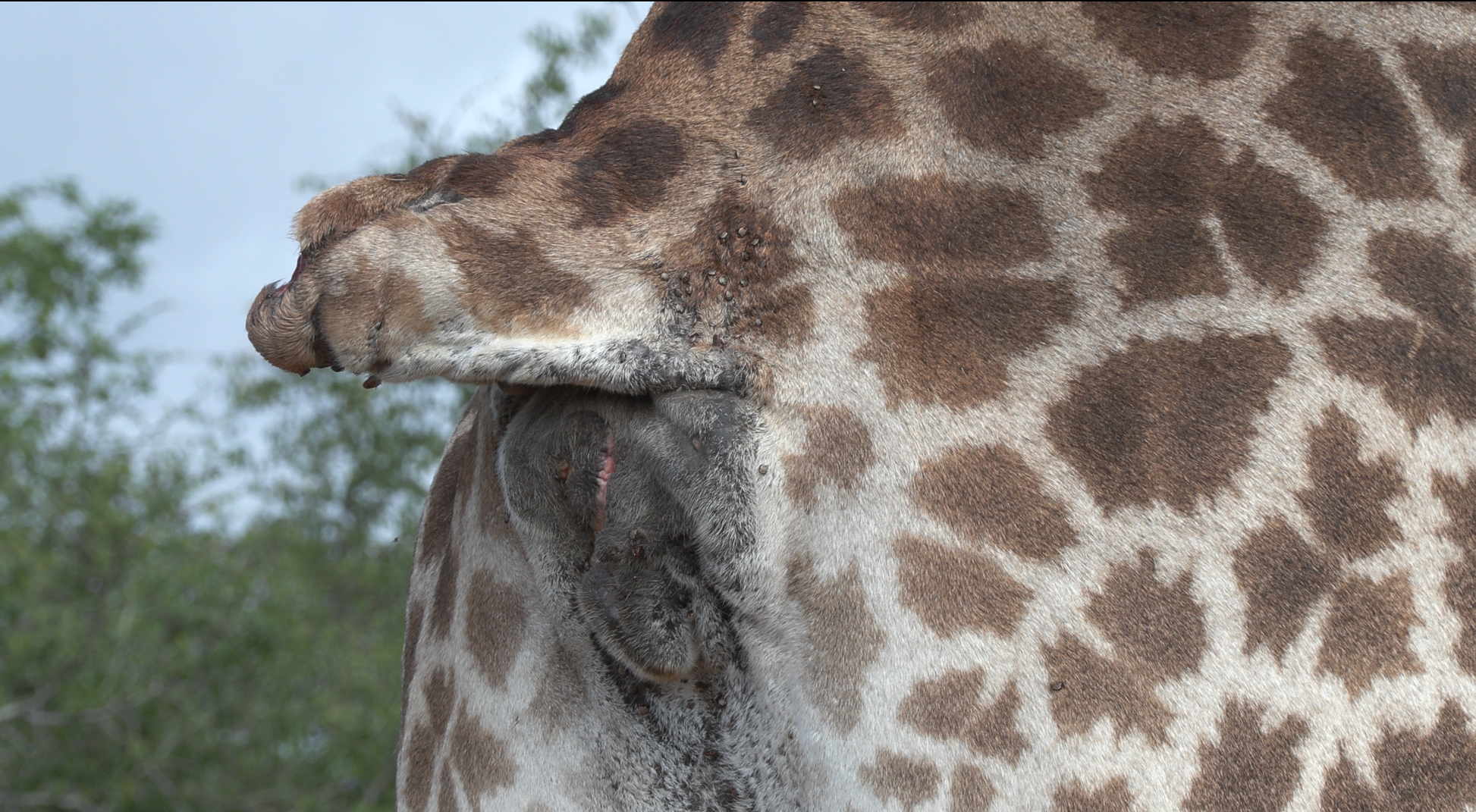 4K Camera - Giraffe Pattern